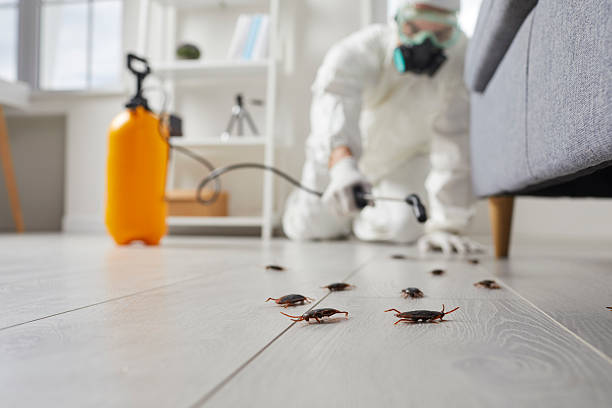 Commercial Kitchen Cockroach Control in Bunker Hill Village